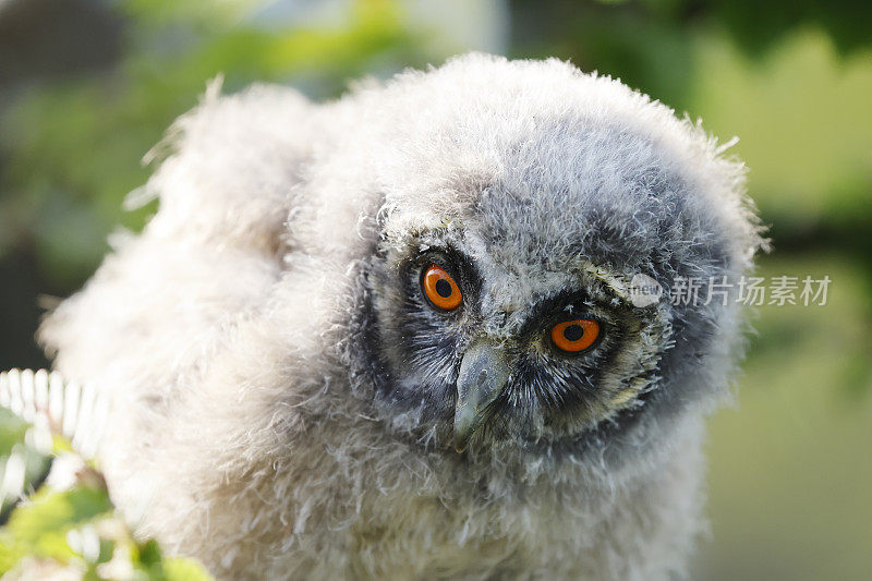 长耳猫头鹰(Asio otus)幼鸟